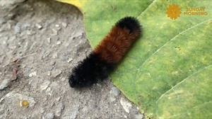 167K views · 3K reactions | Every autumn Banner Elk, North Carolina hosts the Woolly Worm Festival, in which caterpillars crawl in feats of athletic prowess, the outcome of which is said to predict the area's winter weather. Conor Knighton checks out the competition. https://cbsn.ws/3ujIHld | CBS Sunday Morning | Facebook