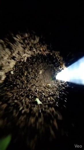 Bulldog Ant POV: Inside a High-Speed Ant Colony | Micro Camera Simulation