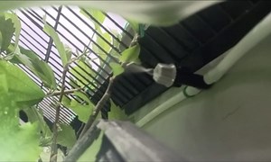 Mist Misting Nozzle Sprinkler