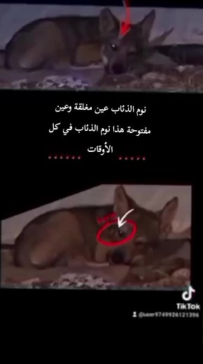 نوم الذئاب: عين مغلقة وعين مفتوحة