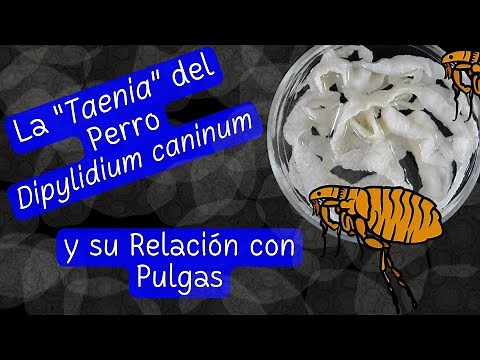 Dipylidium caninum (La Tenia del Perro) y su Transmisión por Pulgas - Una Parasitosis Frecuente