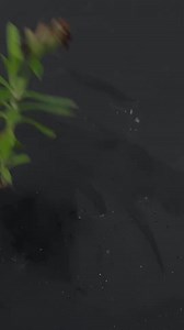 5K views · 109 reactions | How to Grow Dianthus by Cuttings ｜｜ Dianthus Plant Propagation in Aloevera #Growing #Planting #FlowerPlant #Anthurium #plantingroots #roses | PedroGardening | Facebook