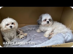 Maltese giving birth to 3 puppies