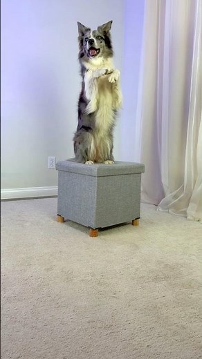 Teaching dogs to listen for the cue - stimulus control with multiple behaviors and one prop
