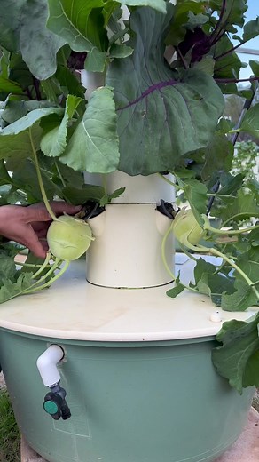 1.2M views · 20K reactions | Vertical farming with kohlrabi on aeroponic towers. #kohlrabi #verticalfarming #towergarden #aeroponics #hydroponics #gardening #potager #vegetablegarden #farming #agriculture | Agrotonomy Tower Farms | Facebook