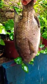 How to cook fish fry ♥️