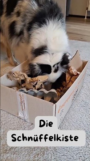 Eine Schnüffelkiste für deinen Hund machen | DIY Suchspiel für deinen Hund
