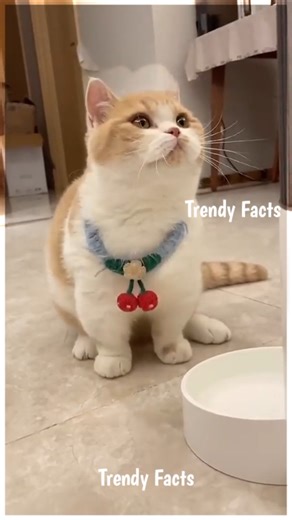 Smart Cats vs Food Machine Glitch 🤯 #Shorts #Viral