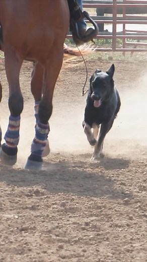 Best Family Protection Dogs😍 | Family Personal Protection Dogs