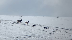 4.2K views · 162 reactions | For millennia wolves have hunted elk, an...