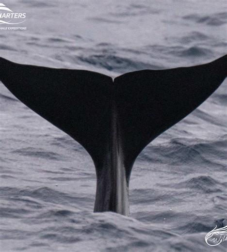 Experience the Orca Show in Bremer Bay