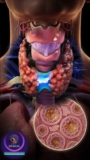 Inside the Thyroid Gland: Structure, Anatomy & Histology (3D Animation)