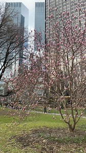 Spring is arriving to Central Park 🗽💕✨ #nyc #newyorkstory #centralpark #spring | New York Story