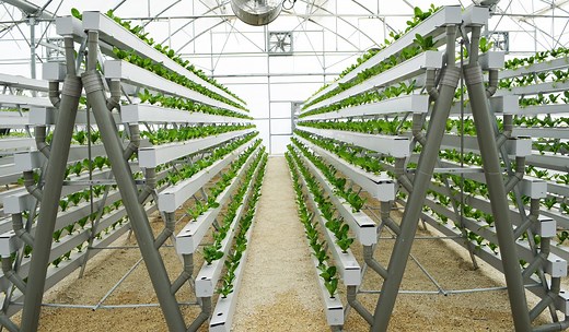 DIY Hydroponic A-Frame Build: Grow 168 Plants in a 6' X 10' Space » HG
