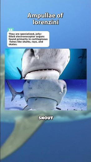 How do sharks find their prey?