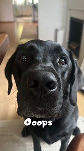 104K views · 911 reactions | Oops.. But I got that message out!!  #dogs #labrador #labsofinstagram #funnydog #reality | Elvisbatzthelab | Facebook