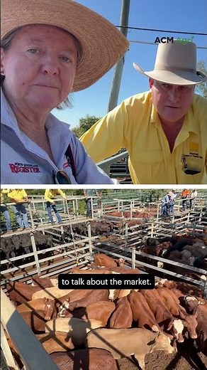 Market snapshot: Blackall prices offer hope for dry southern producers