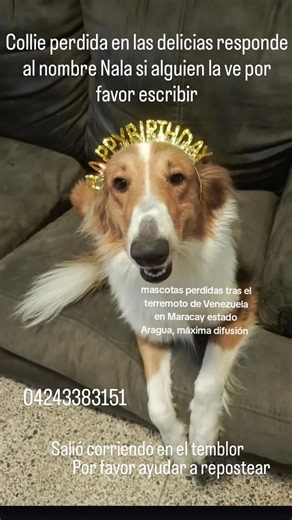 mascotas perdidas tras el terremoto de Venezuela en Maracay estado Aragua, máxima difusión 😭🥹🐶🐱 #mishicanivnz #ayudanos_a_ayudar #organizacionmishicani #maracay🇻🇪