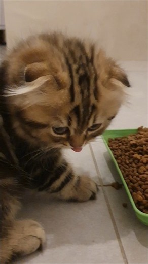 Cute Scottish Fold kitten enjoying dry food