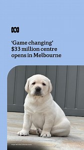 7.1K views · 234 reactions | ‘Game changing’ $33 million Guide Dogs...