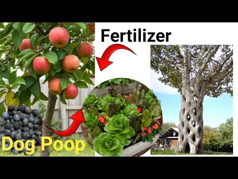 What Happens When You Grow Veggies in DOG POOP?