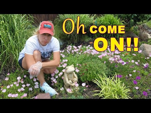 What’s Destroying My Garden? Aphids, Beetles & Leaf Rollers in My Carolina Garden