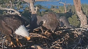 6.8(3) 大宝时隔数天回巢吃饭，大快朵颐纯享😋