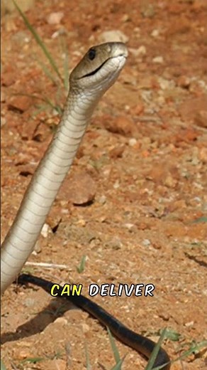 WILD BATTLE Black Mamba Takes on African LION in Epic Fight