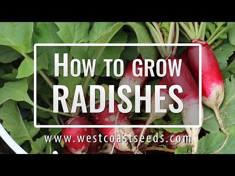 How to Grow Radishes // West Coast Seeds