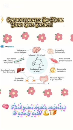 Why Carbohydrates Are Essential | Functions of Carbohydrates Explained