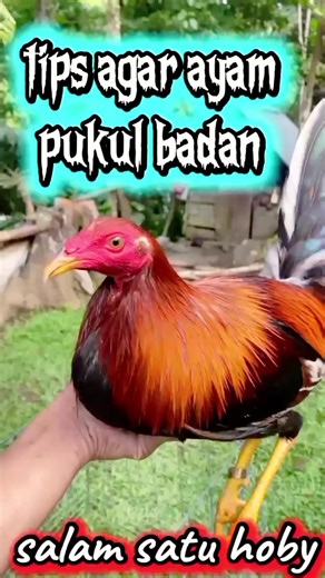 Tips agar ayam pukul badan , keras dan berkualitas #semuaorang #pengikut @sorotan #jangkuan #edukasi #peternakayamaduan #peternakayamimport #reelsviral #fyp | I Made Putra Suardana
