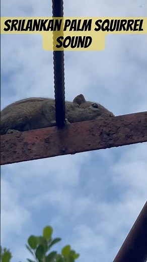 Srilankan Palm Squirrel sounds #nature #naturesvoice #srilanka #squirrel #animallife #wildlife