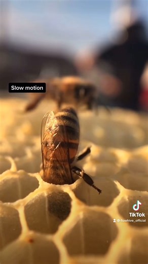 Flow® Hive on Instagram: "Did you know bees don’t have lungs? 🐝 They breathe through 10 tiny valves called spiracles along their bodies. That “panting” motion? It’s them pulling in air through a complex system of air sacs. Nature is incredible 🐝✨ #beefact #beeeducation"