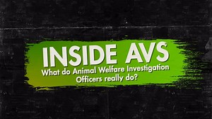 477K views · 95 reactions | [Inside AVS: What do Animal Welfare...