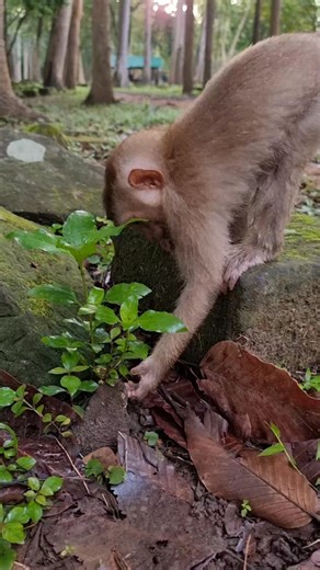 Baby monkey Vireak play Toad #monkey #feeding #feedinganimals #virals #cutemonkey | Life Of Monkeys