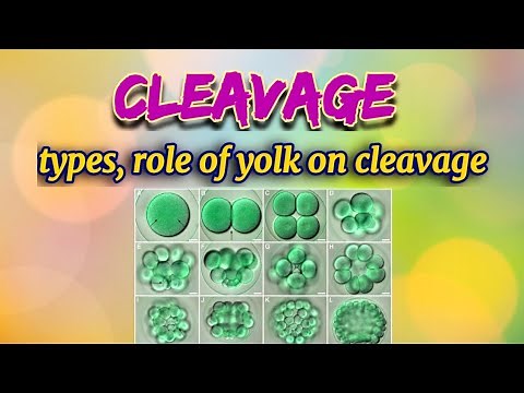Types & Planes of Cleavage | Role of Yolk on Cleavage | Holoblastic & Meroblastic Cleavage