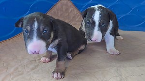 48K views · 2.4K reactions | Two males from Dexter x Moonie litter ❤️ | Major Bull Terriers | Facebook