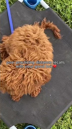 Distance Recall Training With Tiny