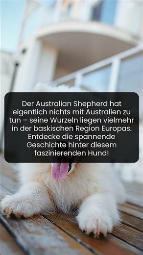 Warum der Australian Shepherd nicht aus Australien stammt