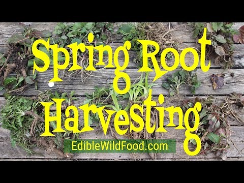 Spring Root Harvesting - Foraging for Wild Edible Roots in the Springtime