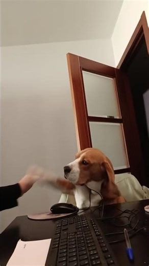 Dog stubbornly claims owner’s mouse pad during work in A Coruña, Spain