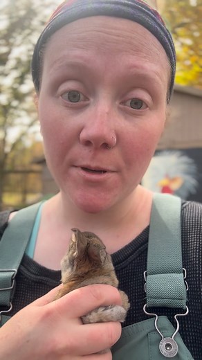 Rabbits eat cecotropes, which is a nutrient dense poop that they create. It’s their digestive systems way of getting all the nutrients they need! #rabbits #rabbit #rabbitry #meatrabbits #rexrabbits #theeastonhomestead #homesteaders #homesteading #homesteadlife #countryliving #farmlife | Hannah Easton