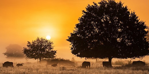 Wild Ennerdale | Rewilding Europe