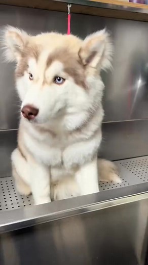 Max the husky 😍 #doggrooming #dogbathing #haircut #brushyourdog #dogbath #groomer #brushout #doghaircut #husky #doggroomer | Grooming by Hannah