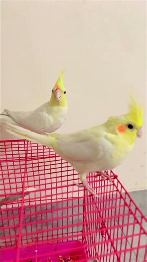 Chirpy birds #cockatiel #birds #vibrantbirds #pbks #viralshorts #shorts
