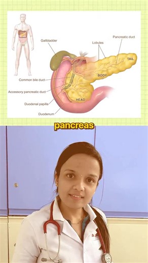 Dr. Nidhi Raka | 1. Digestive function (exocrine role) It helps you digest food by releasing enzymes into the small intestine: • Amylase → breaks down... | Instagram
