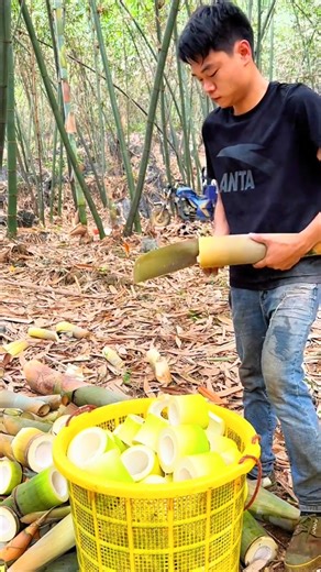 memanen bambu muda #tiraibambu #negaratiraibambu #ASMR #cutting #bambooshoot #cuttingbamboo #satisfying #relaxing #harvest #farmer #farmerbambooshoot #nature #bambu #bambukuning #bambumuda #rebung #rebungbambu #tumisrebung #panenrebung #petanirebung #bambuhitam #motongbambu #bambubekasbangunan #笋 #bamburebus | Studio All