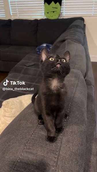Feisty Morning with Binx the Black Cat