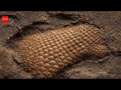 289-Million-Year-Old Reptile Skin Fossil Found in Oklahoma Rewriting History | Oldest Discovered