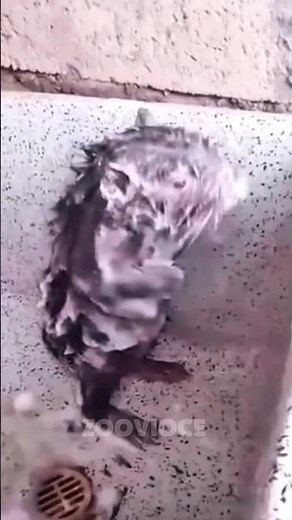 Fascinating Facts About Rats You Didn’t Know! 🐭